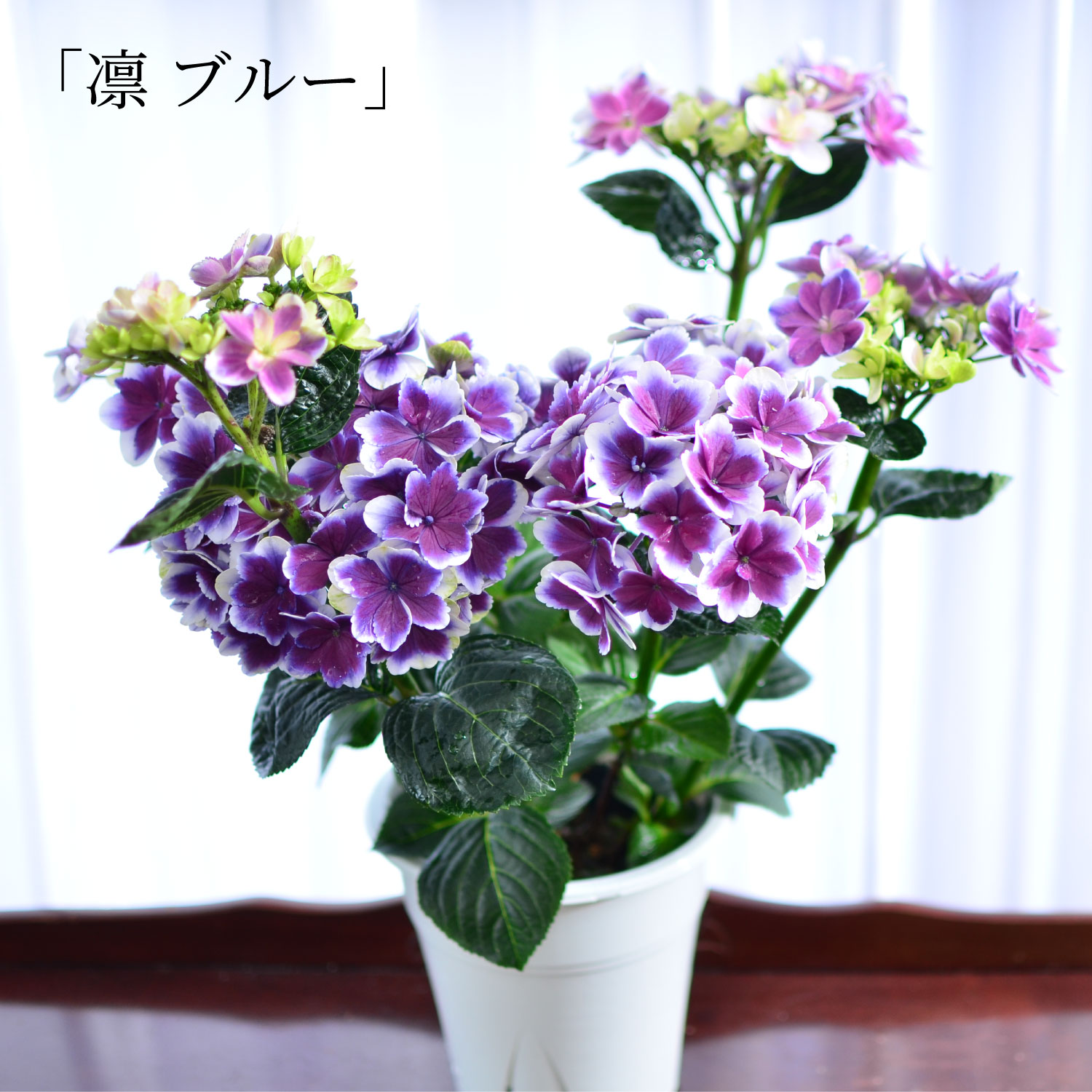 母の日 産地直送 あじさいの鉢植え 凛 5号鉢 母の日に贈る花 アジサイ