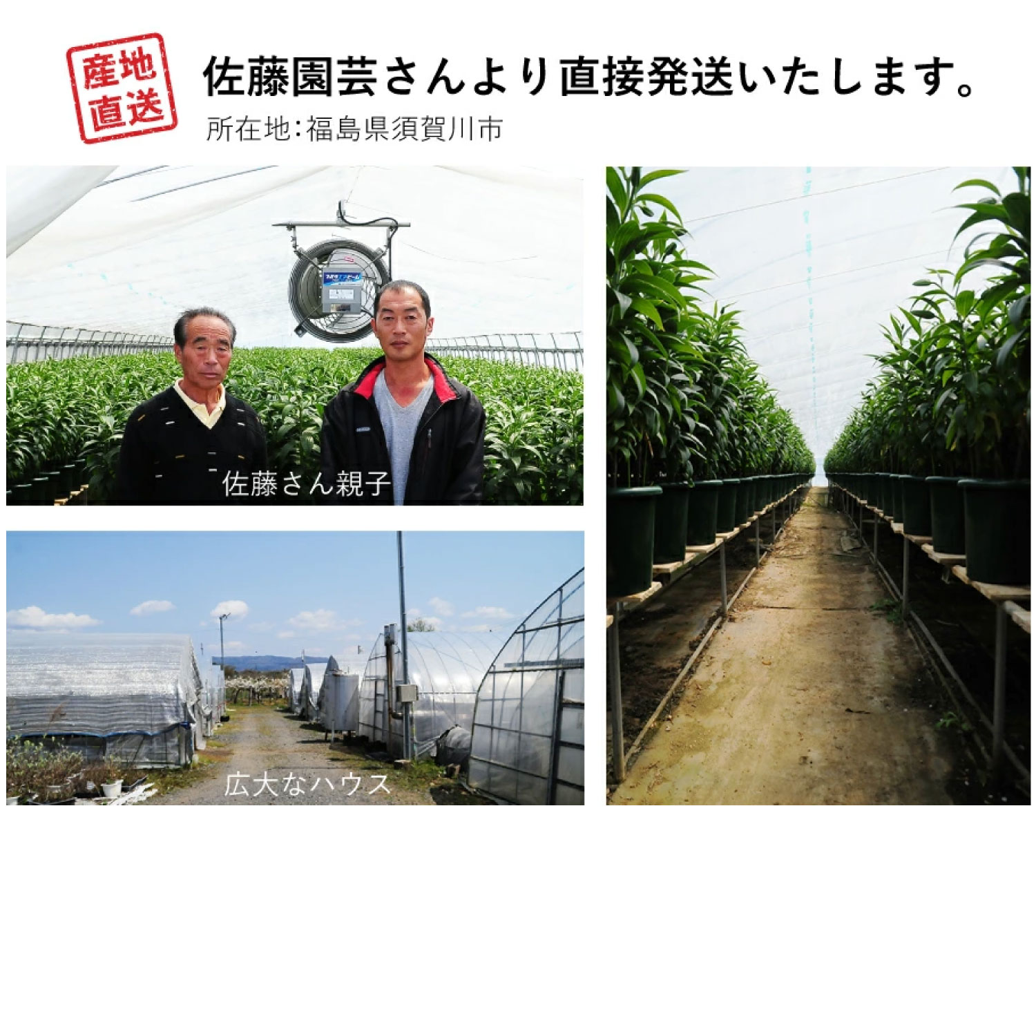 アジサイ　5寸3種6鉢 紫陽花 母の日 産地直送 あじさいの鉢植え 凛 5号鉢 母の日に贈る花 アジサイ