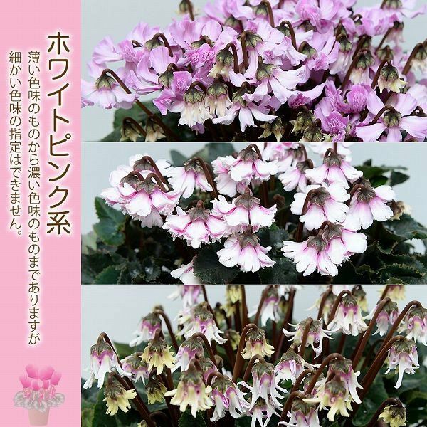 産地直送 シクラメン 天使のはね 6号鉢 新品種シクラメン 天使のはね