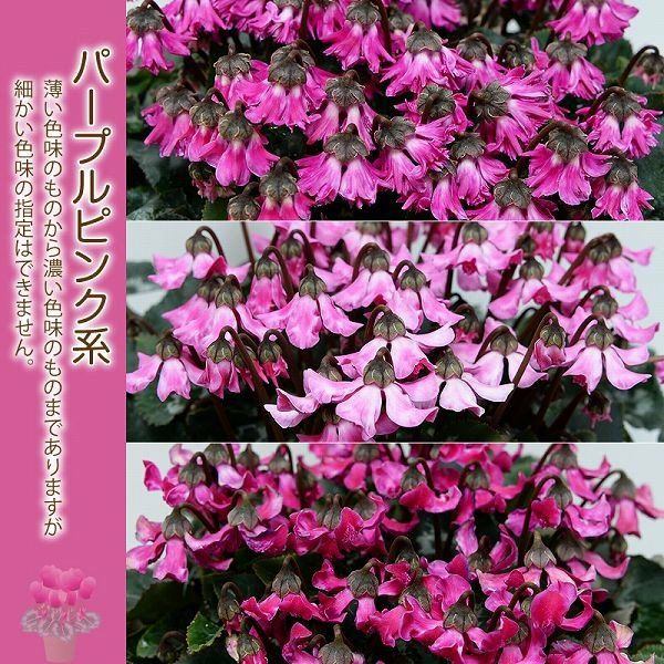 産地直送 シクラメン 天使のはね 6号鉢 新品種シクラメン 天使のはね