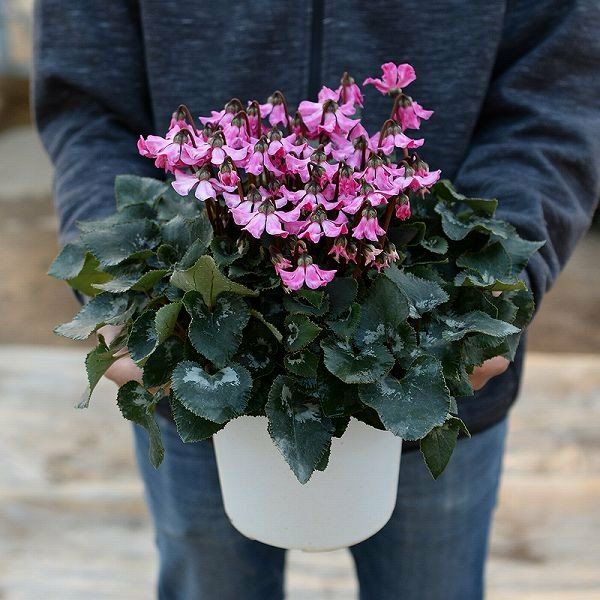 産地直送 シクラメン 天使のはね 6号鉢 新品種シクラメン 天使のはね