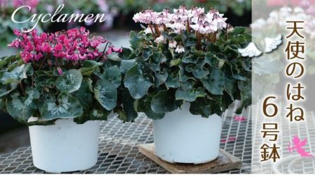 産地直送 シクラメン 天使のはね 6号鉢 新品種シクラメン 天使のはね