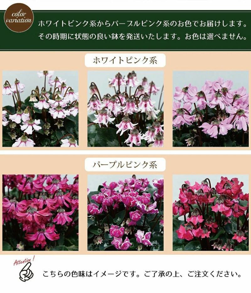 産地直送 シクラメン 天使のはね 6号鉢 新品種シクラメン 天使のはね