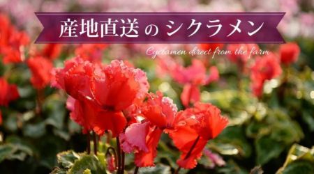 産地直送 シクラメン 天使のはね 6号鉢 新品種シクラメン 天使のはね
