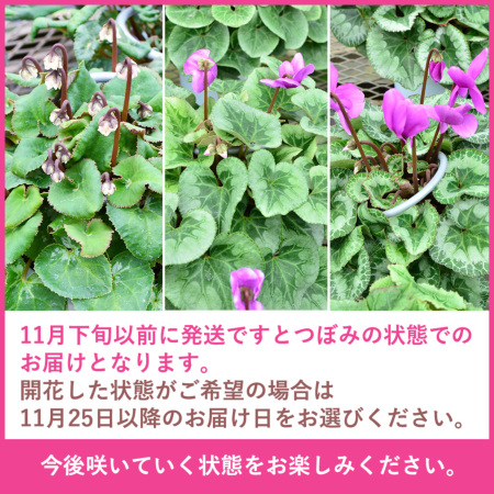 産地直送 シクラメン 天使のはね 6号鉢 新品種シクラメン 天使のはね