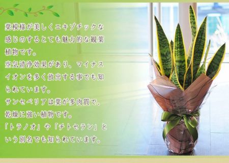 観葉植物 サンスベリア サンセベリア ローレンチ 6号鉢 観葉植物