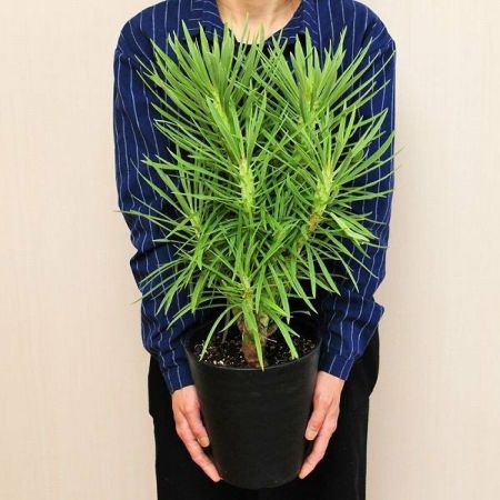 産地直送 多肉植物 モンキーツリー セネシオ クレイニア 6号鉢 観葉植物 ハウスプランツ | エーデルワイス【花の贈り物】 フラワーギフト通販  花宅配 水戸市