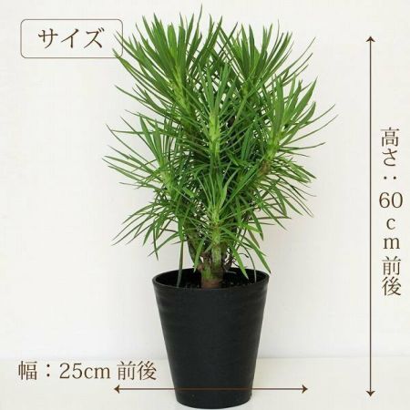 産地直送 多肉植物 モンキーツリー セネシオ クレイニア 6号鉢 観葉植物 ハウスプランツ | エーデルワイス【花の贈り物】 フラワーギフト通販  花宅配 水戸市