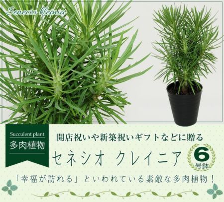 産地直送 多肉植物 モンキーツリー セネシオ クレイニア 6号鉢 観葉植物 ハウスプランツ | エーデルワイス【花の贈り物】 フラワーギフト通販  花宅配 水戸市