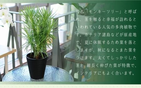 産地直送 多肉植物 モンキーツリー セネシオ クレイニア 6号鉢