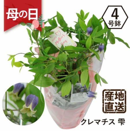 産地直送 クレマチス 雫4号鉢 母の日に贈る花 | エーデルワイス【花の