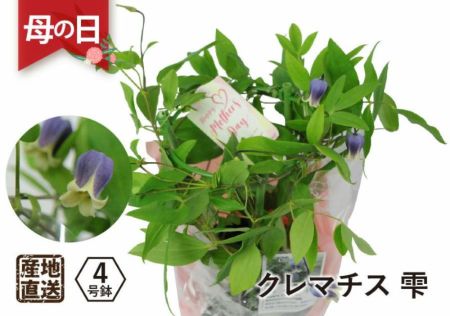 ☆クレマチス☆希少☆4号鉢☆4ポットセット☆ 覚め