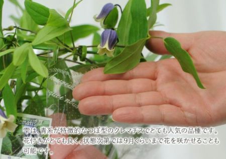 楽天市場】八重咲きクレマチス 4号ポット苗 【花終わりにつき