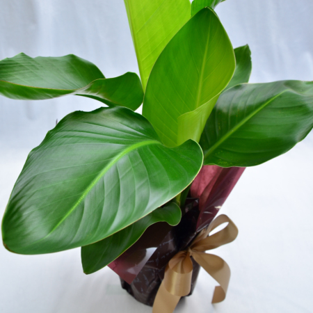 現品　ストレリチア　ストレチア　ノンリーフ　6番　観葉植物　室内　インテリア 現品 ストレリチア ストレチア ノンリーフ 6番 観葉植物 室内