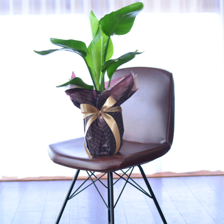 現品　ストレリチア　ストレチア　ノンリーフ　6番　観葉植物　室内　インテリア 観葉植物 室内用 インテリア ストレリチア 6号鉢 観葉植物