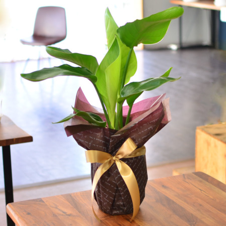 現品　ストレリチア　ストレチア　ノンリーフ　6番　観葉植物　室内　インテリア ストレリチア ノンリーフ 』🌱 極楽鳥花を咲かせるストレリチア