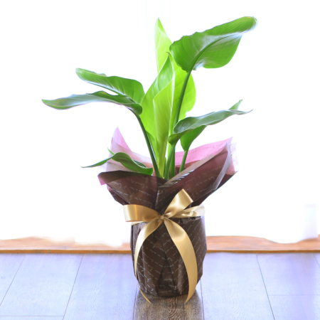 現品　ストレリチア　ストレチア　ノンリーフ　6番　観葉植物　室内　インテリア 現品 ストレリチア ストレチア ノンリーフ 6番 観葉植物 室内