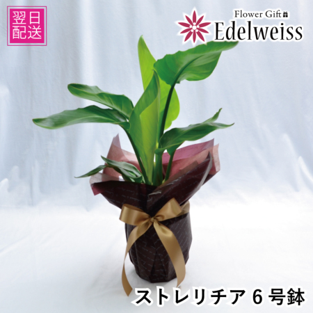 観葉植物 室内用 インテリア ストレリチア 6号鉢 観葉植物