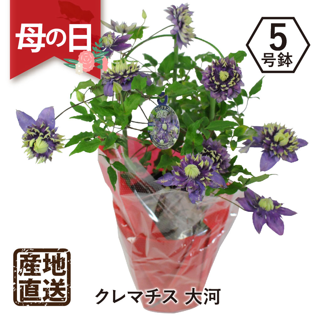 産地直送 クレマチス 大河5号鉢 母の日に贈る花 | エーデルワイス【花