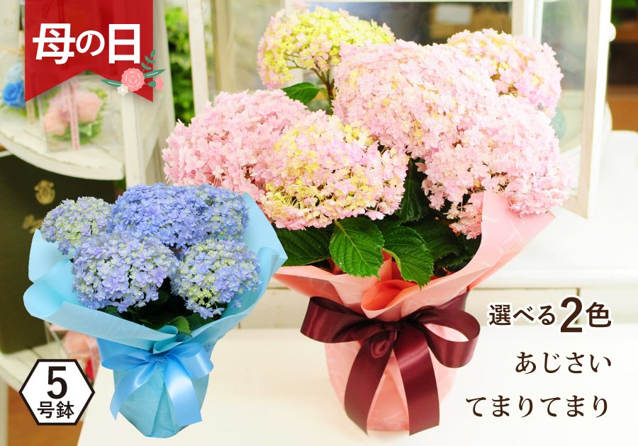 あじさいの鉢花 てまりてまり5号鉢 母の日に贈る花 アジサイ(紫陽花)の