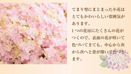 あじさいの鉢花 てまりてまり5号鉢 母の日に贈る花 アジサイ(紫陽花)の