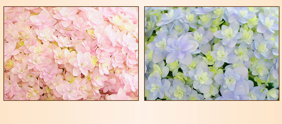 ※花 ページです！ あじさいの鉢花 てまりてまり5号鉢 母の日に贈る花 アジサイ(紫陽花)の