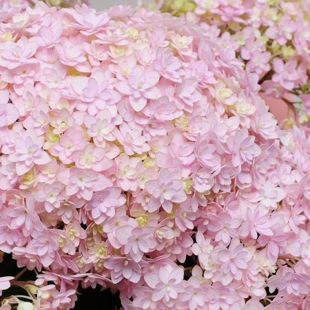 あじさいの鉢花 てまりてまり5号鉢 母の日に贈る花 アジサイ(紫陽花)の