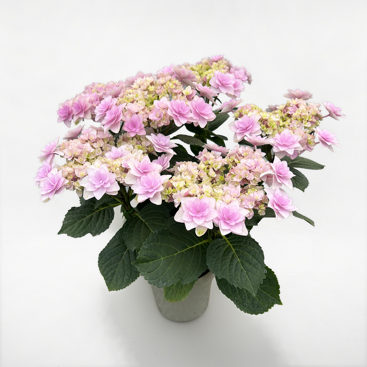 ���ԃC���[�W