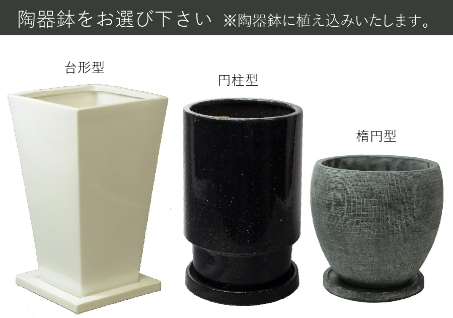 観葉植物 インテリア フィカス ウンベラータ陶器鉢入り 観葉植物