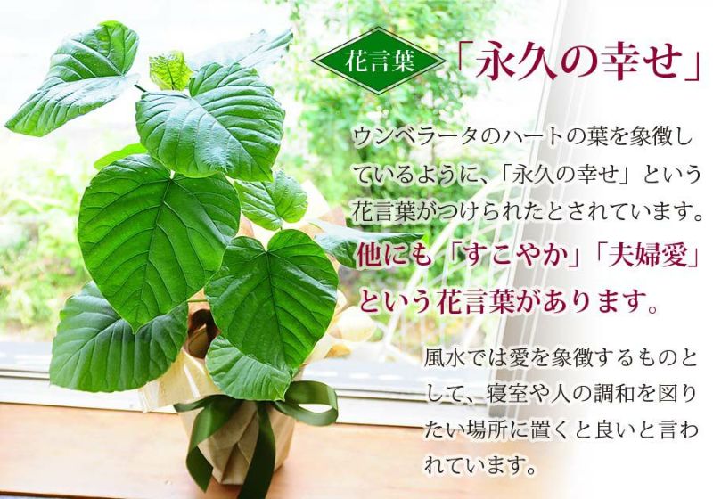 観葉植物 フィカス ウンベラータ 6号鉢 観葉植物とは 観葉植物の効果 