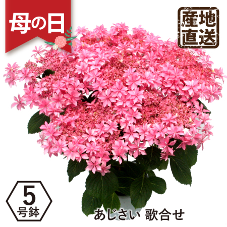 産地直送 あじさいの鉢植え 歌合せ5号鉢 母の日に贈る花