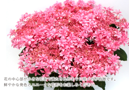 産地直送 あじさいの鉢植え 歌合せ5号鉢 母の日に贈る花