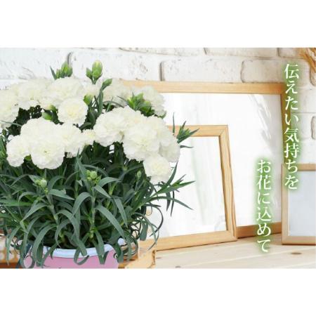 母の日 遅れてごめんね 産地直送 白いカーネーションの鉢花 フィエルテ