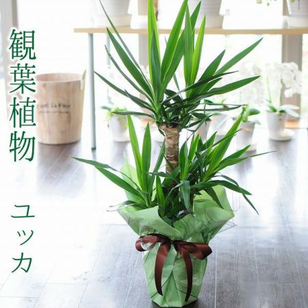 観葉植物 ユッカ エレファンティペス エルミラ 7号鉢 観葉植物 ハウスプランツ | エーデルワイス【花の贈り物】 フラワーギフト通販 花宅配 水戸市