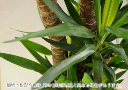 観葉植物 ユッカ 10号鉢 選べる鉢カバー付き 高級観葉植物 観葉植物 ユッカ 10号鉢 選べる鉢カバー付き 高級観葉植物