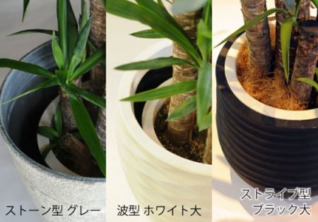 観葉植物 ユッカ 10号鉢 選べる鉢カバー付き 高級観葉植物 観葉植物 ユッカ 10号鉢 選べる鉢カバー付き 高級観葉植物