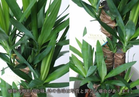 観葉植物 ドラセナ ユッカ 8号鉢 選べる鉢カバー付き 高級観葉