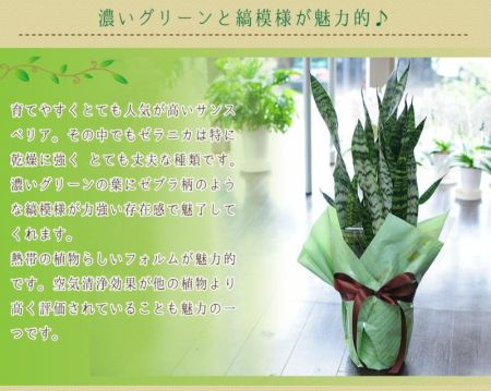 観葉植物 サンスベリア サンセベリア ゼラニカ 6号鉢 観葉植物