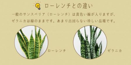 観葉植物 サンスベリア サンセベリア ゼラニカ 6号鉢 観葉植物