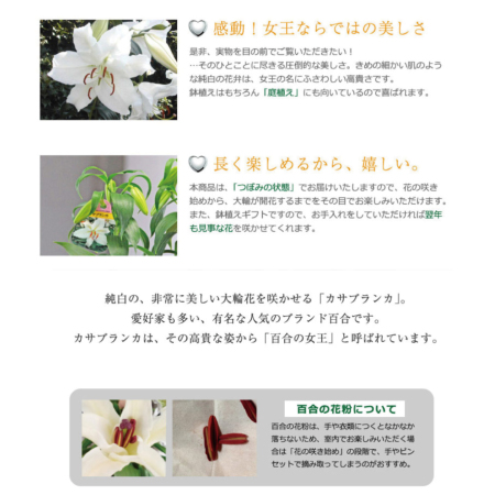 カサブランカの鉢花 3本立 7号鉢 母の日に贈る花 | エーデルワイス【花
