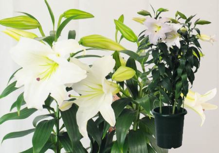 カサブランカの鉢花 3本立 7号鉢 母の日に贈る花