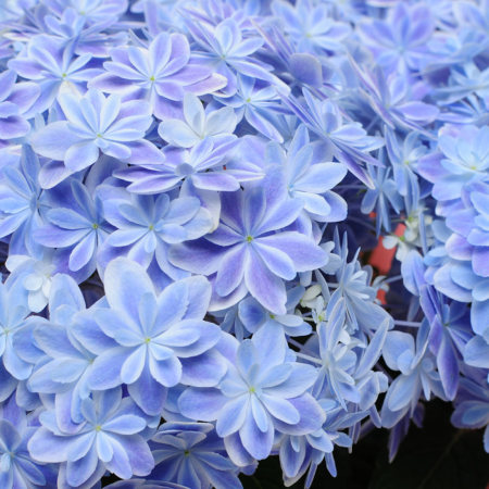 あじさいの鉢植え 万華鏡 ブルー 5号鉢 母の日に贈る花 アジサイ