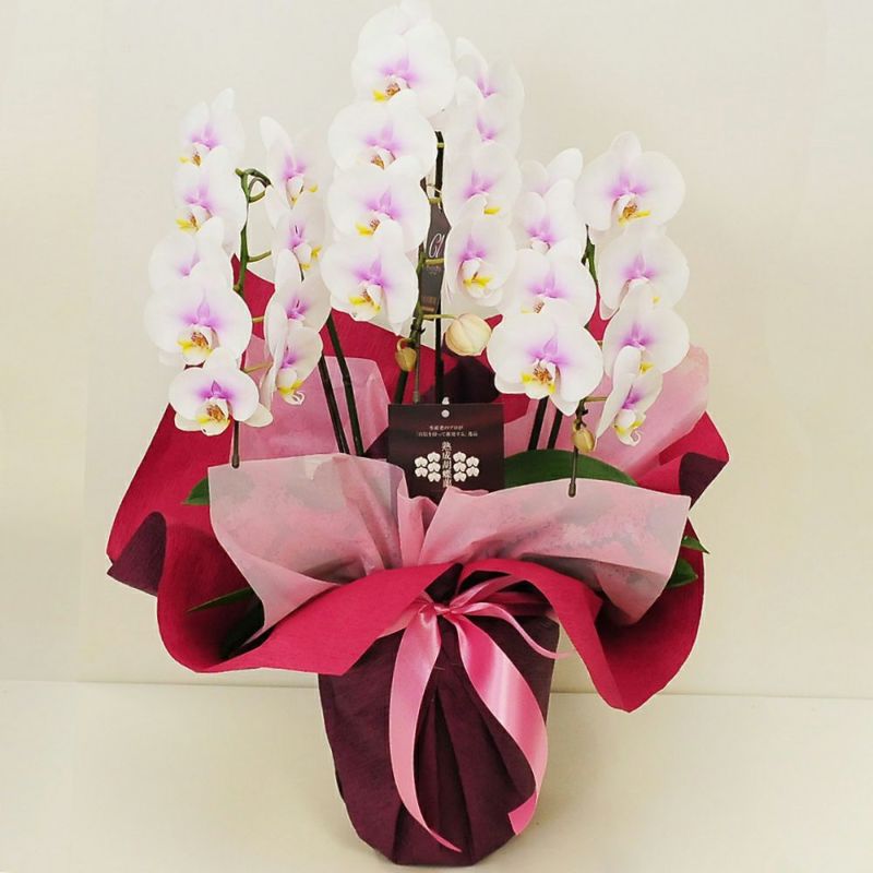 ミディ胡蝶蘭ピンク系 3本立ち 鉢花・鉢植え・寄せ鉢 | エーデルワイス