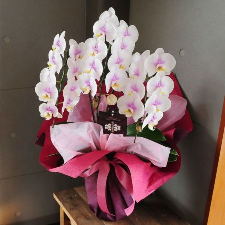 ミディ胡蝶蘭ピンク系 3本立ち 鉢花・鉢植え・寄せ鉢 | エーデルワイス