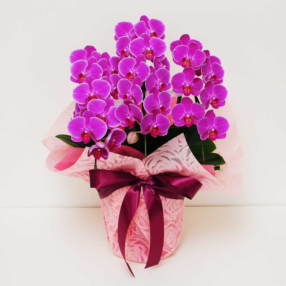 ミディ胡蝶蘭ピンク系 3本立ち 鉢花・鉢植え・寄せ鉢 | エーデルワイス