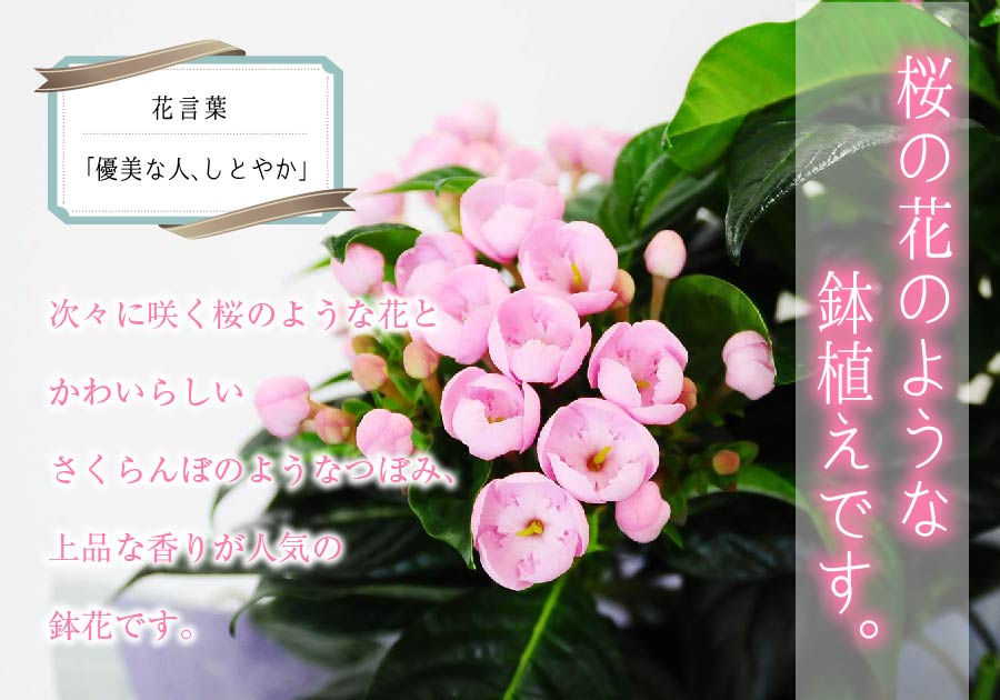 敬老の日 におい桜の鉢植え 5号鉢 敬老の日に贈る花 | エーデルワイス