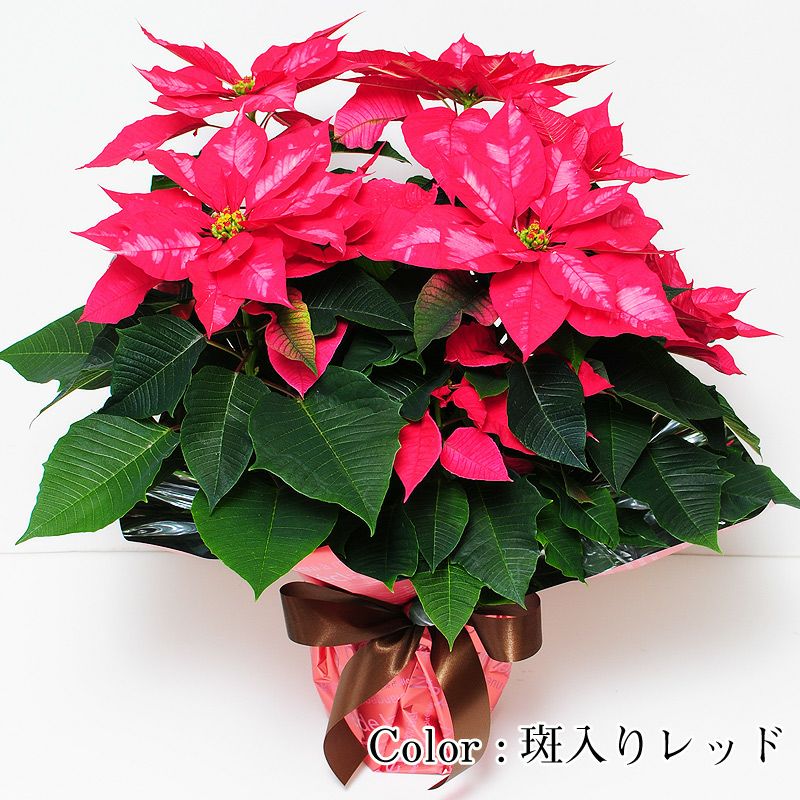 ポインセチア 5号鉢 レッド系 鉢花・鉢植え・寄せ鉢 | エーデルワイス