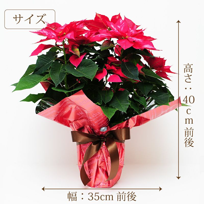 ポインセチア 赤 鉢花 楽天市場】ポインセチア レッド ラメ付き 5号鉢 送料無料 ラッピング