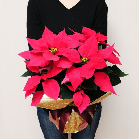 ポインセチア 5号鉢 レッド系 鉢花・鉢植え・寄せ鉢 | エーデルワイス ポインセチア 5号鉢 レッド系 鉢花・鉢植え・寄せ鉢 | エーデルワイス