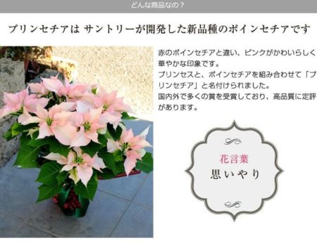 プリンセチア 5号鉢 ピンク系レッド系 鉢花・鉢植え・寄せ鉢